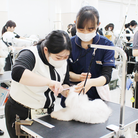 土日祝日のトリミング実習☆